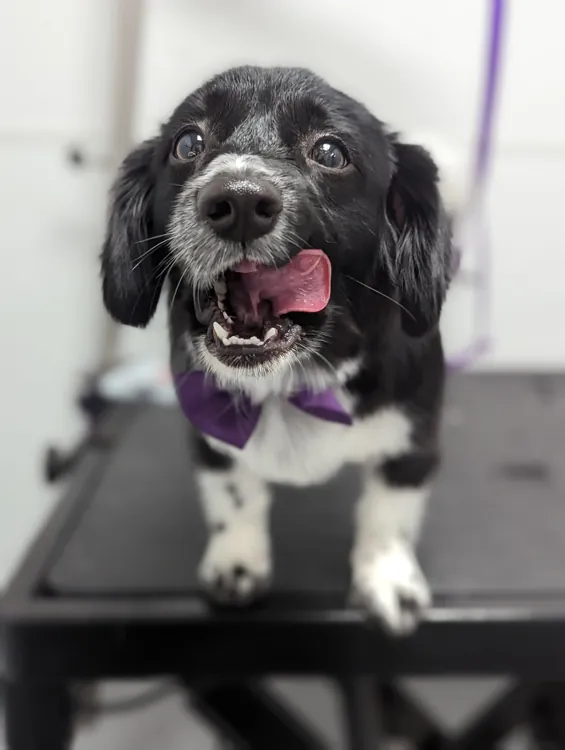 Happy black and white dog wearing a purple bow tie