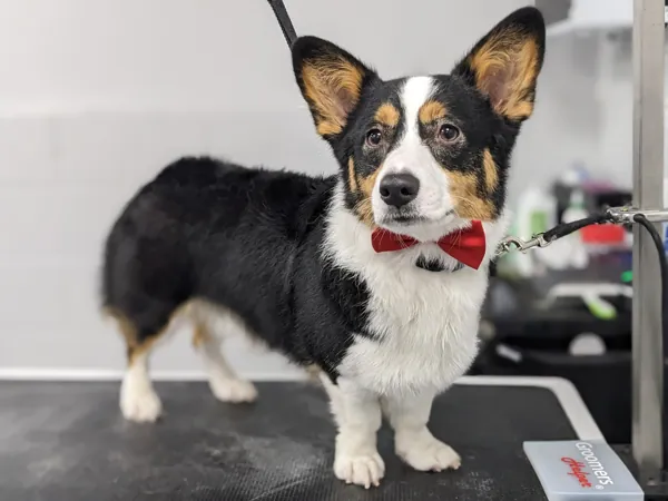 Tricolor corgi with a red bow tie