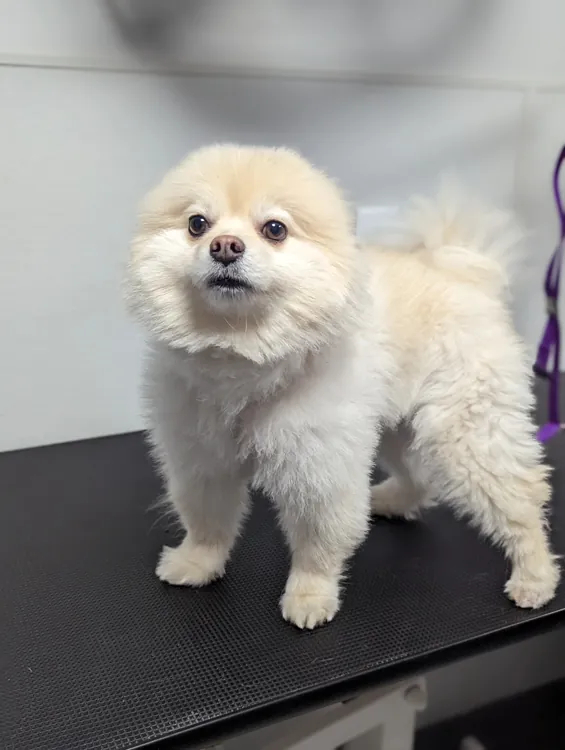 Fluffy cream Pomeranian after grooming