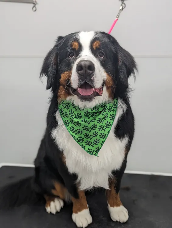 Bernese mountain dog wearing a green bandana