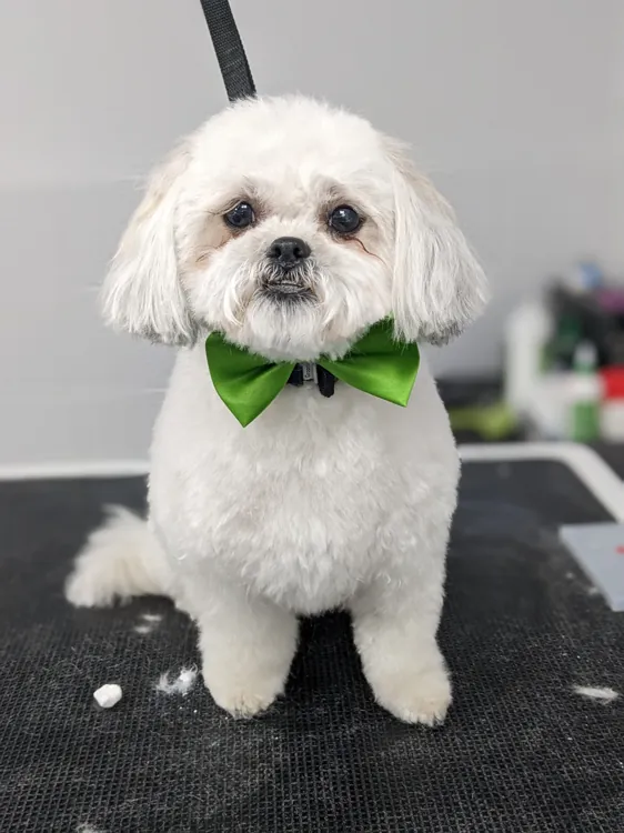 Small white dog with a rounded trim and bright green bow tie
