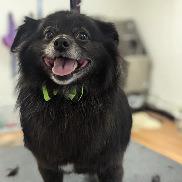 Smiling fluffy black dog with green accessories