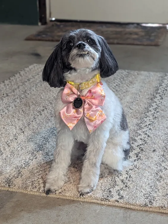 Black and white dog with a tidy trim and pink bow