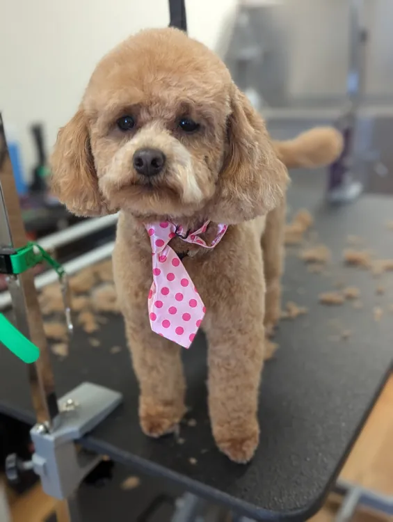 Apricot dog with a rounded teddy trim and pink necktie